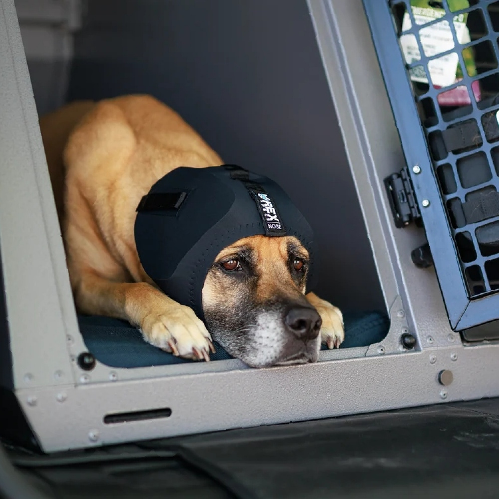 Hearing protection for dogs, Rex Specs in the group Leisure / Pets / Dog stuff at SmartaSaker.se (14863)