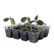 Mini greenhouse