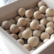 Push Pins, Set of 50, WOOD, Deskstore, Ø 0,9 cm, Nature Push Pins, Set of 50, WOOD, Deskstore, Ø 0,9 cm, Nature